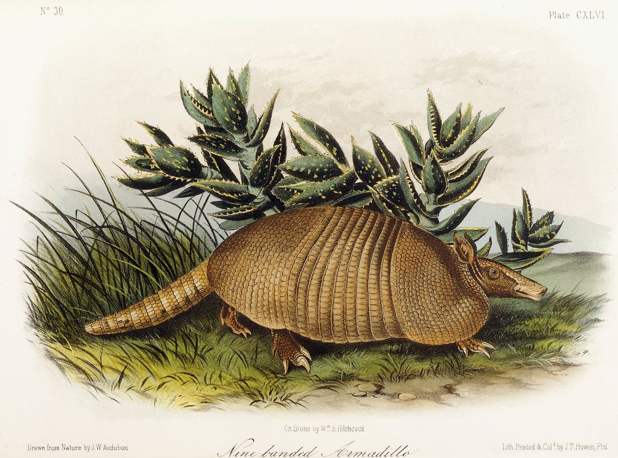 Kilencsávos Armadillo, 1849-1854 alkotó: John Woodhouse Audubon