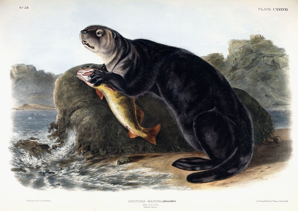 Tengeri vidra, fiatal hím, 1848 alkotó: John Woodhouse Audubon