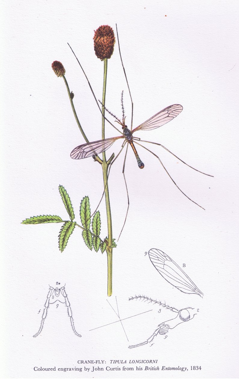 Crane Fly, Nature in Britain, Collins, 1946 alkotó: John after Curtis