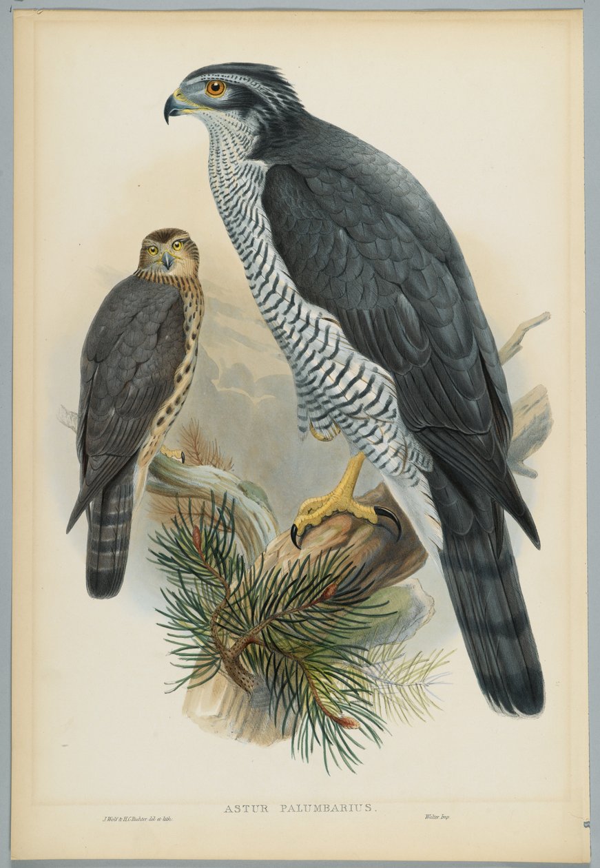 Astur Palumbarius - Goshawk, rajzolta J. Wolf, metszett H. C. Richter alkotó: John after Gould