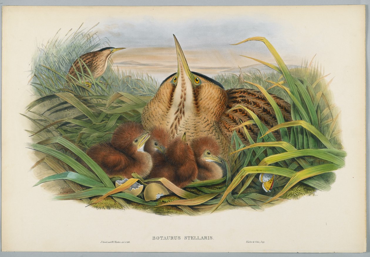 Botaurus Stellaris - Keserű, vésette H. C. Richter alkotó: John after Gould