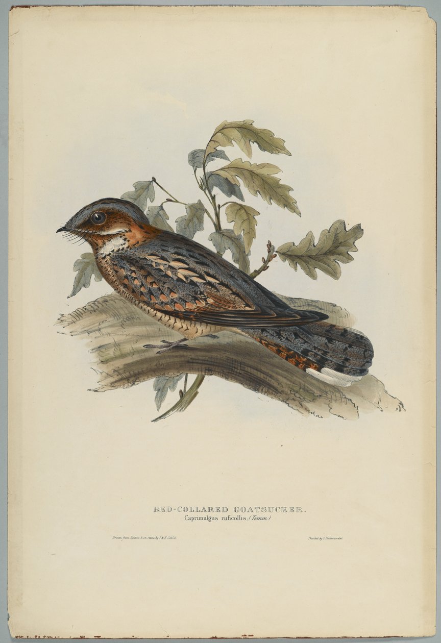 Caprimulgus Ruficollis alkotó: John after Gould
