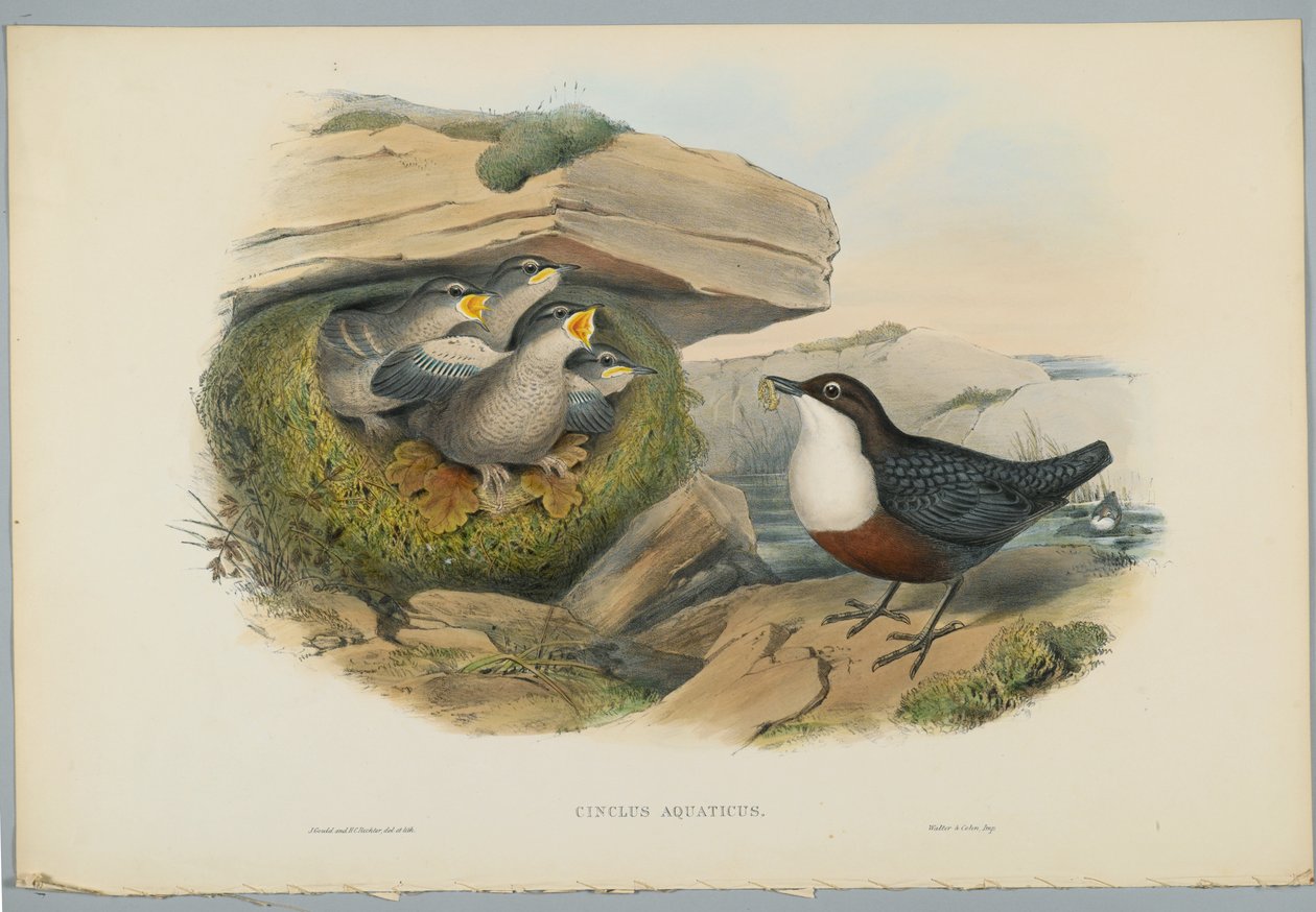 Cinclus Aquaticus - Vízi üstök vagy Göncöl, metszett H. C. Richter alkotó: John after Gould