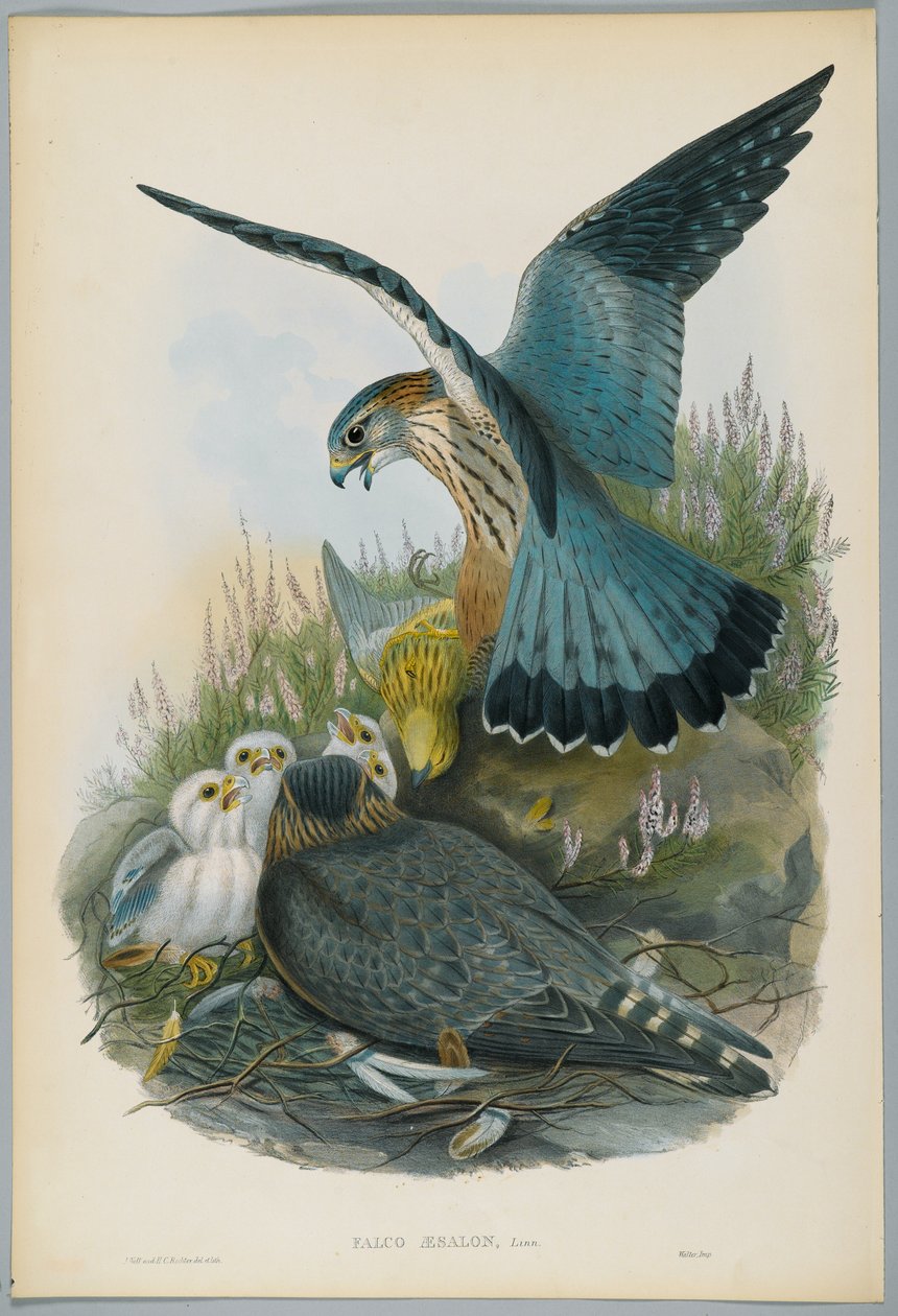 Falco Aesalon - Merlin, rajzolta J. Wolf, metszett H. C. Richter alkotó: John after Gould