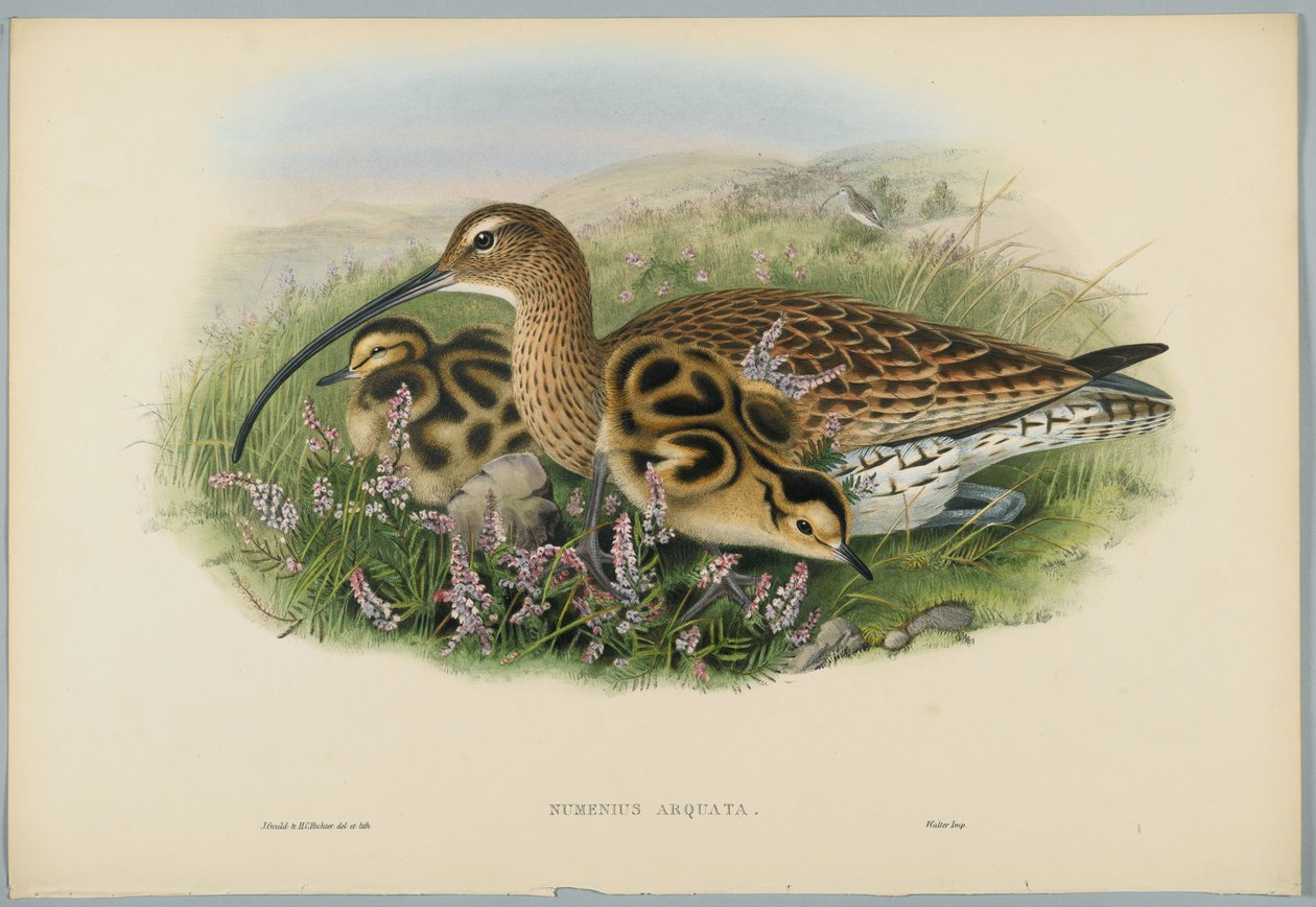 Numenius Arquata - Curlew, metszett H. C. Richter alkotó: John after Gould