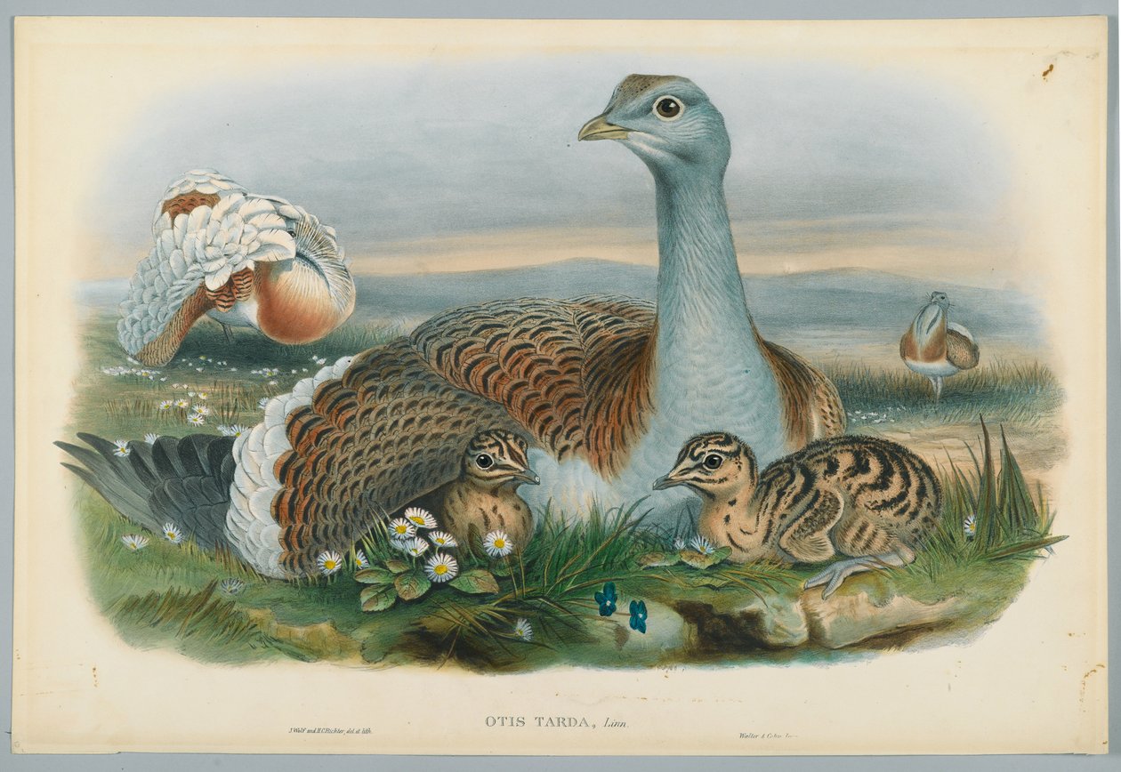 Otis Torda - Túzok, rajzolta J. Wolf, metszett H. C. Richter alkotó: John after Gould