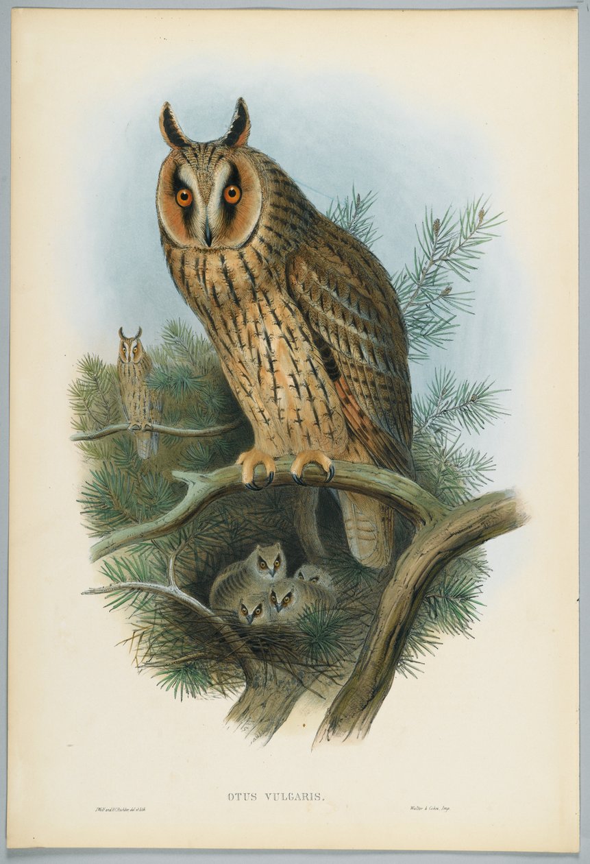 Otus Vulgaris - Hosszúfülű bagoly, rajzolta J. Wolf, metszett H. C. Richter alkotó: John after Gould