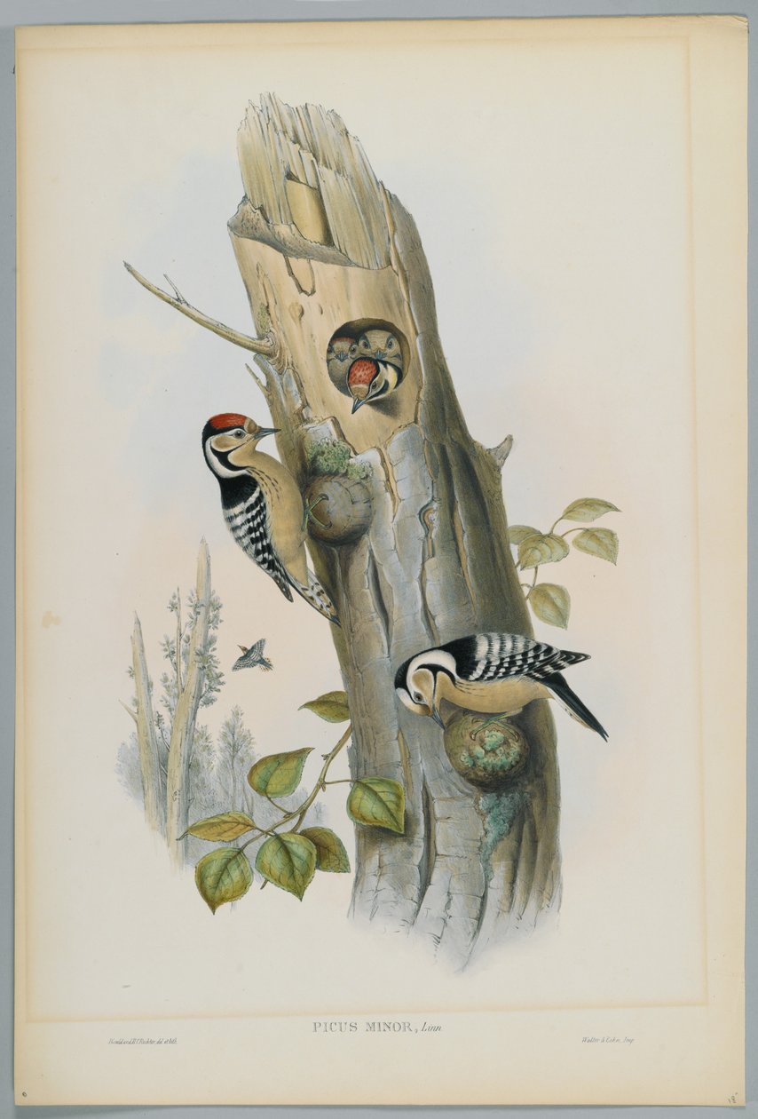 Picus Minor - kis pettyes harkály, metszett H. C. Richter alkotó: John after Gould