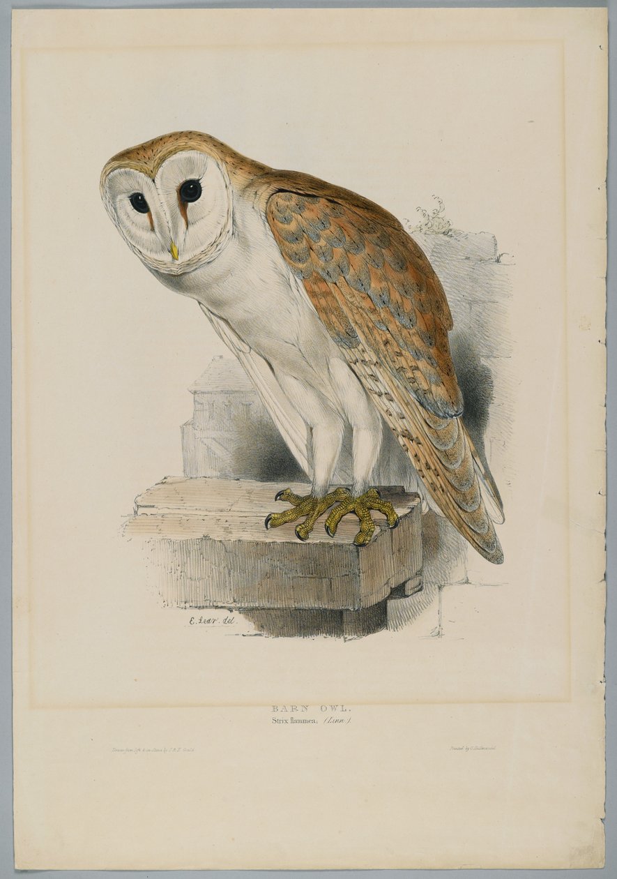 Strix Flammea – gyöngybagoly alkotó: John after Gould