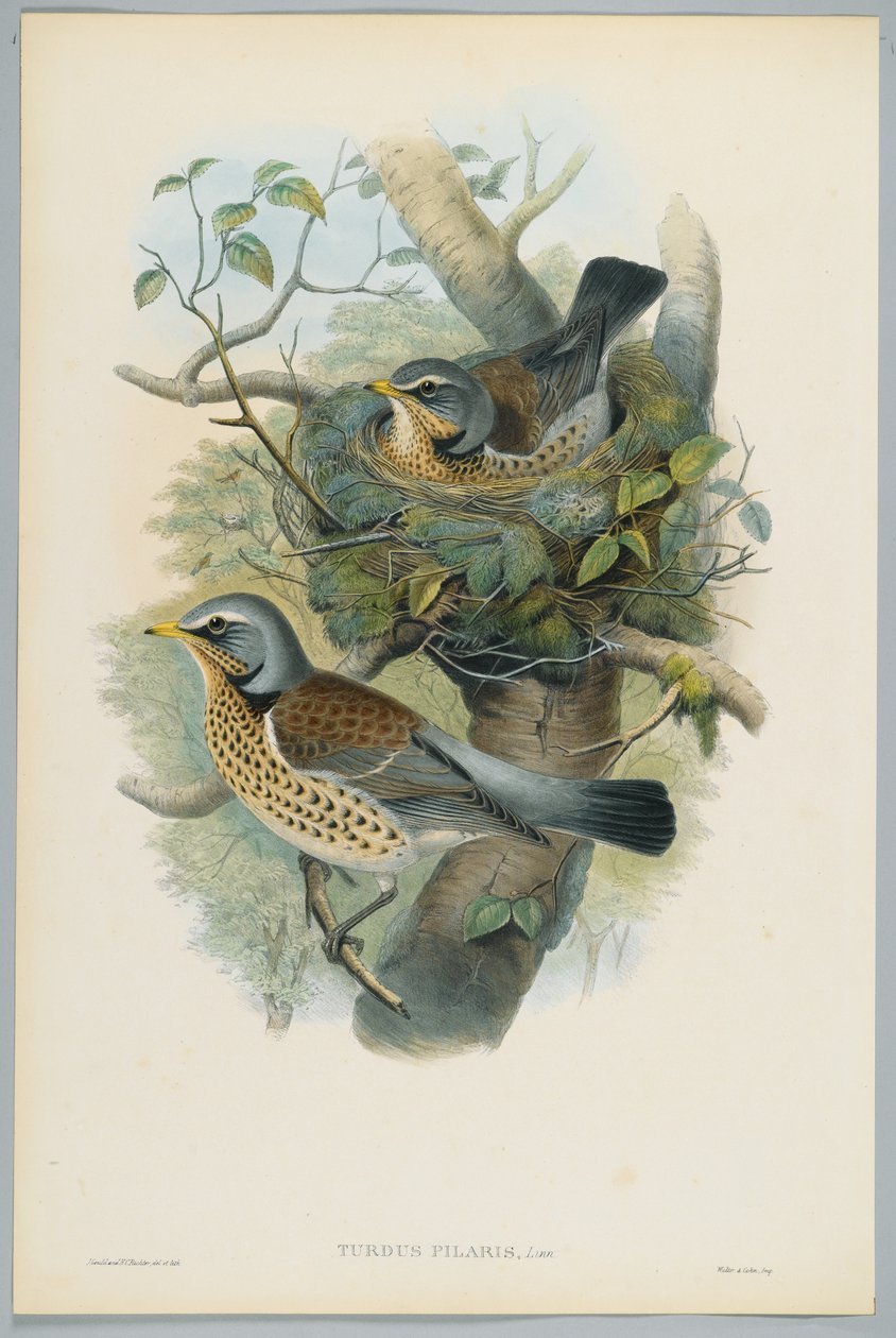 Turdus Pilarus - Boróka rigó, metszett H. C. Richter alkotó: John after Gould
