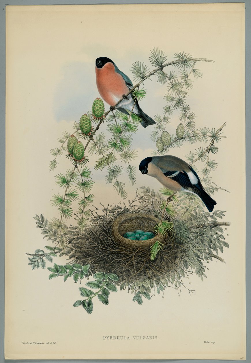 Ismeretlen kép alkotó: John after Gould