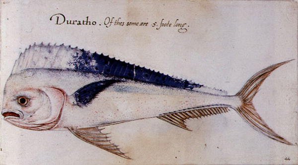 Dorado alkotó: John after White