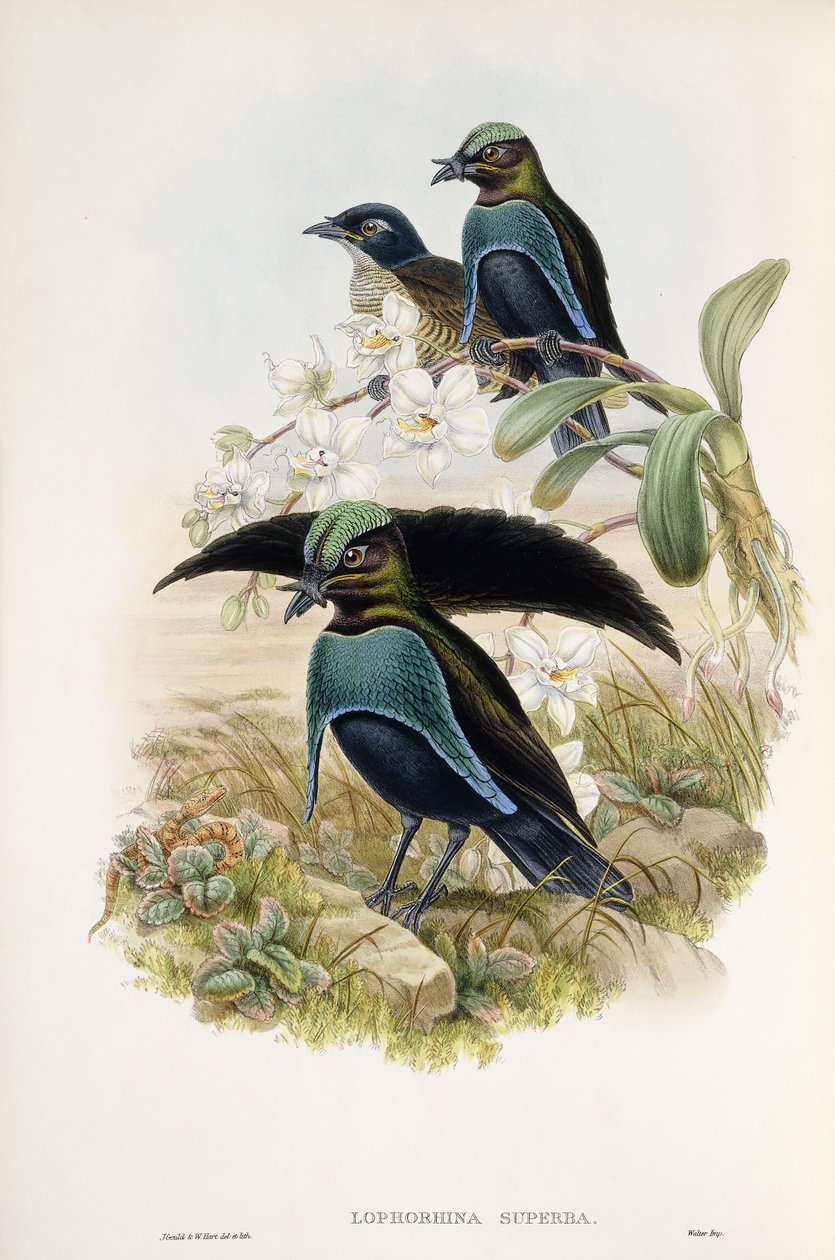 Nagyszerű paradicsommadár (Lophorina Superba) alkotó: John and Hart William Gould