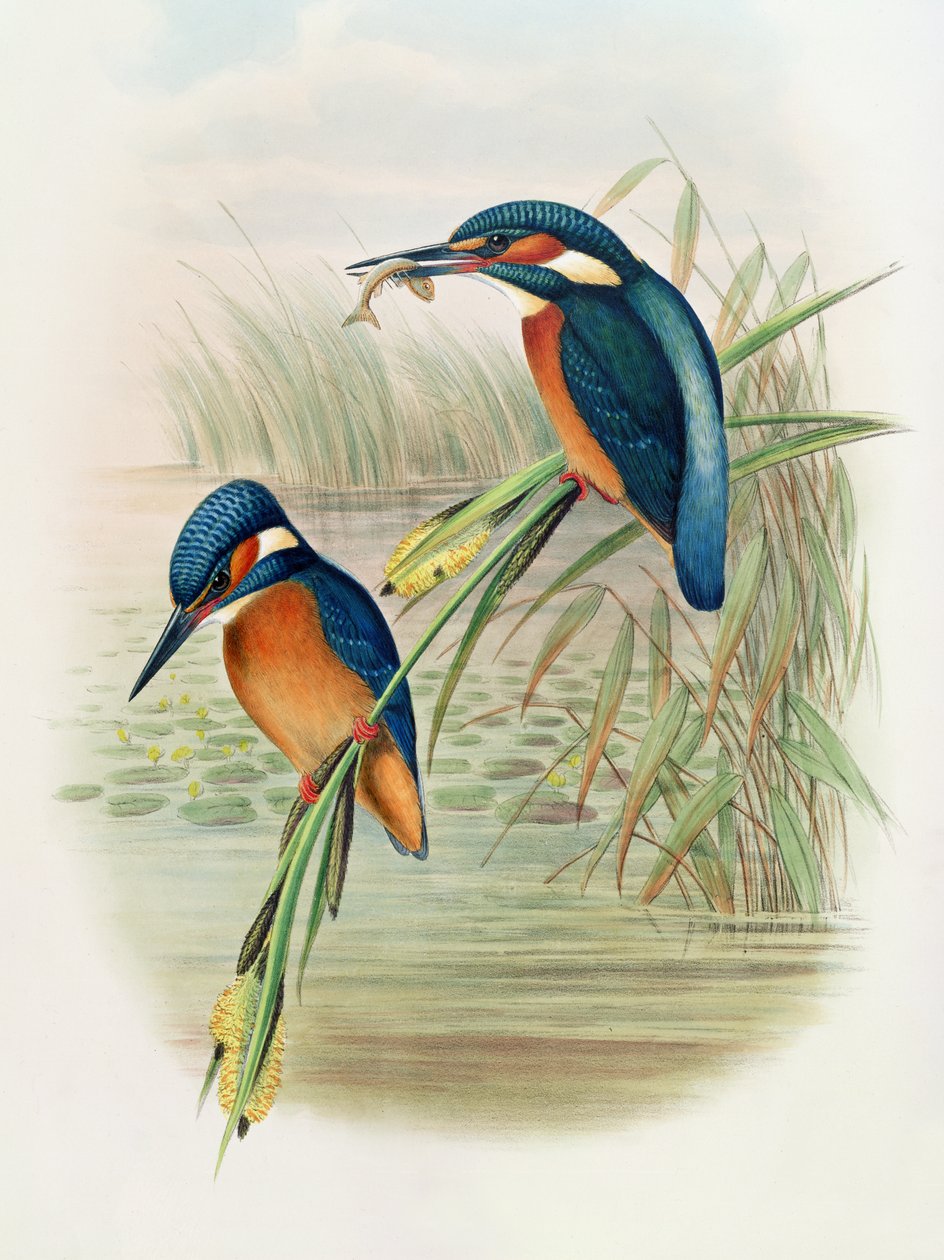 Alcedo Ispida, John Gould „The Birds of Great Britain” lemeze, 1862-73 között (kézzel színezett litó) alkotó: John and Hart, William Gould