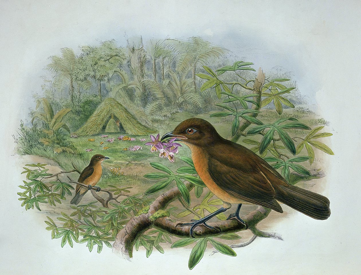 Amblyornis Inornatus, Madárfejű Kertészmadár alkotó: John and Hart, William Gould