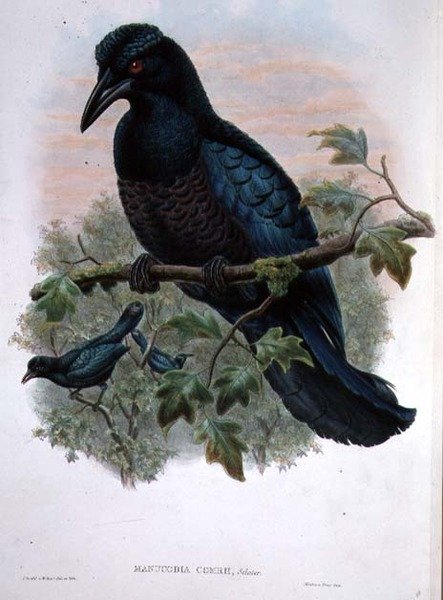 Göndör címeres Manucode alkotó: John and Hart, William Gould