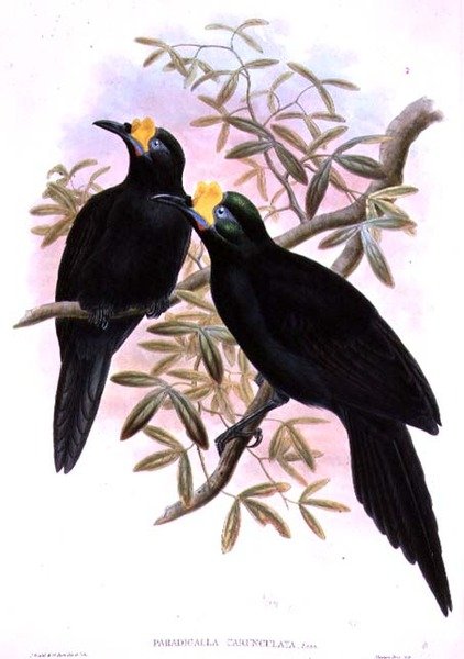 Paradigalla Carunculata alkotó: John and Hart, William Gould
