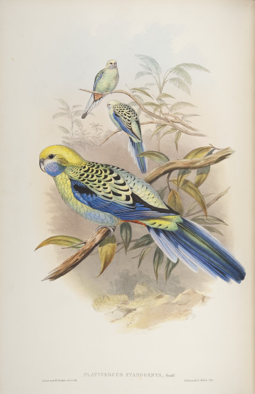 Platycerus cyanogenus, John Gould Ausztrália madaraiból, 1840 alkotó: John and Richter Gould