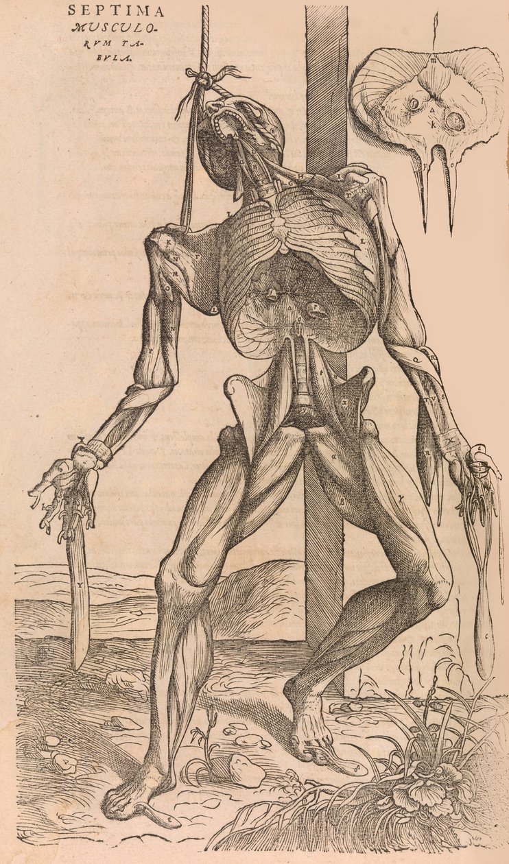 De humani corporis fabrica Az emberi test szerkezetéről, 1555. alkotó: John of Calcar