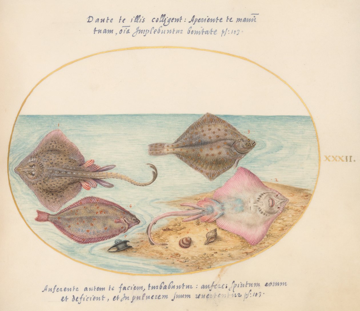 Joris van Gogh, Aqvatilia és Cochiliata (Aqva) állatai – 32. tábla alkotó: Joris Hoefnagel