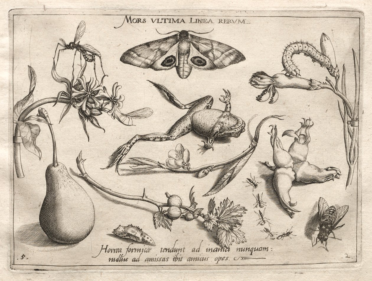 Archetípusok és tanulmányok: A halál az a vonal, amely a II. rész végét jelzi, 5. tábla, 1592. alkotó: Joris Hoefnagel