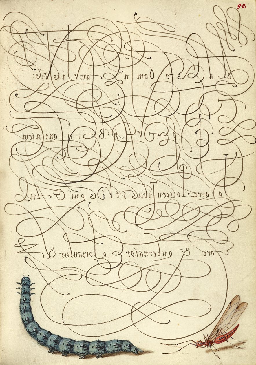 Hernyó és rovar alkotó: Joris Hoefnagel