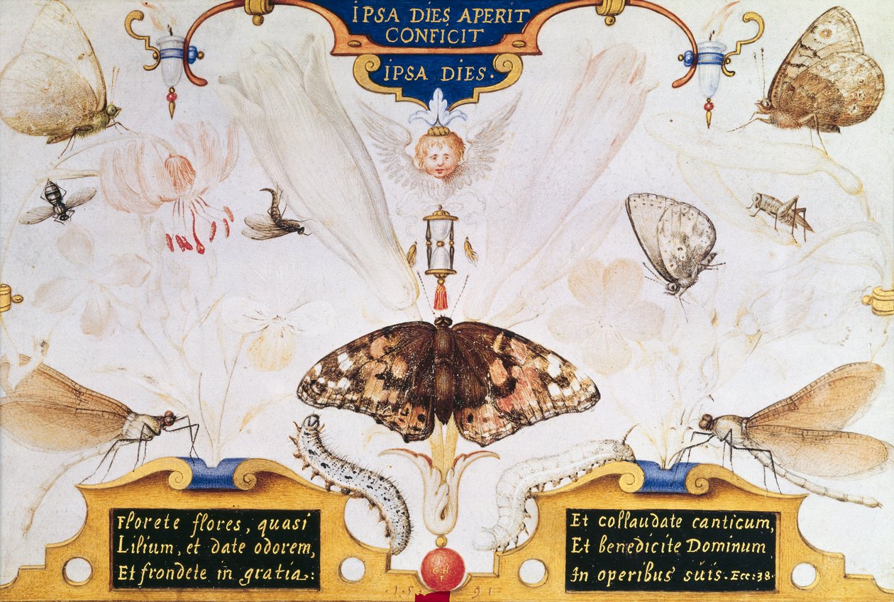 Diptichon virágokkal és rovarokkal, 1591 (maruflázs és pergamen a panelen) alkotó: Joris Hoefnagel