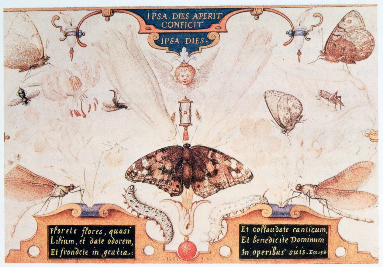 Diptichon virágokkal és rovarokkal, 1591. alkotó: Joris Hoefnagel