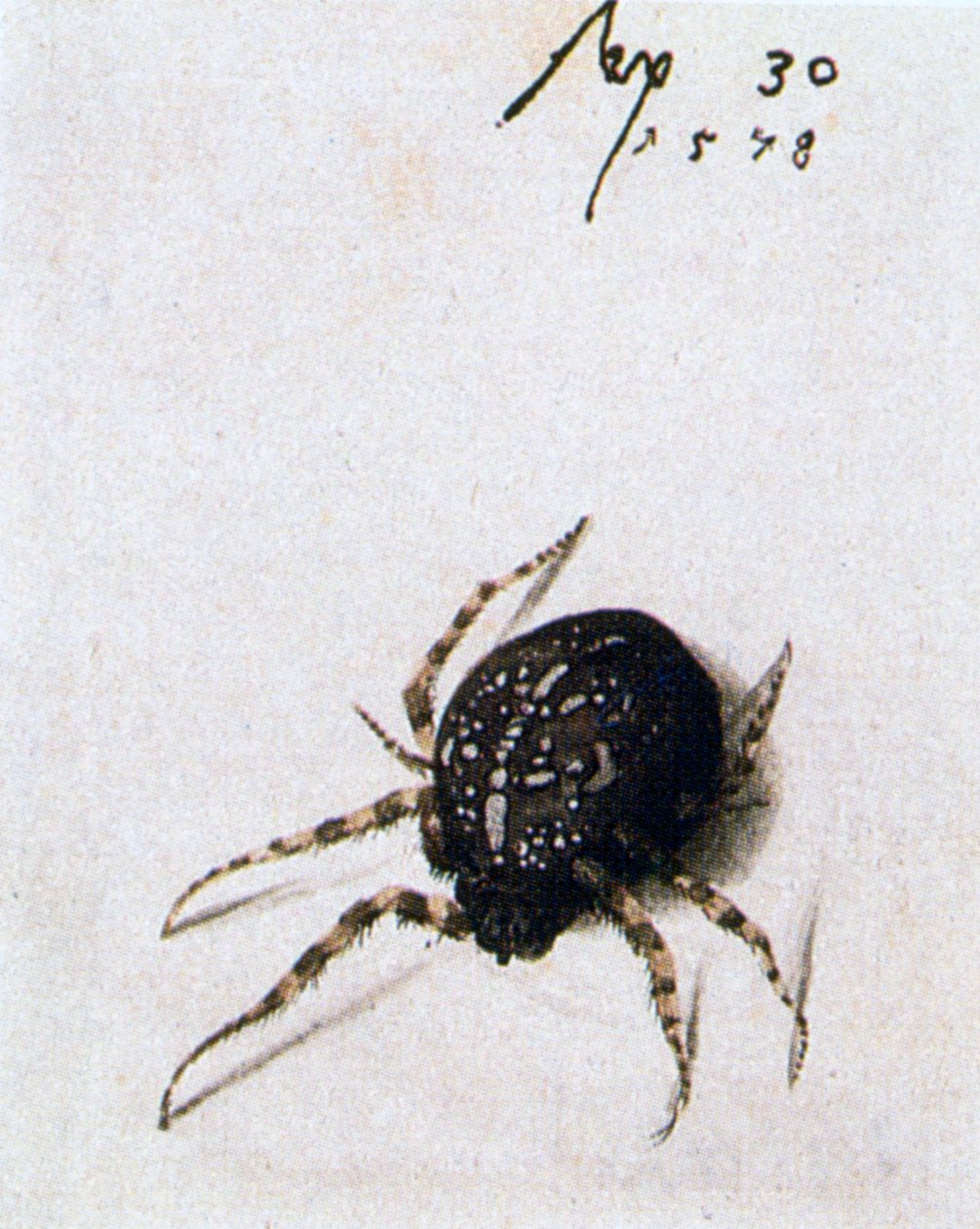 Női pók, 1578 alkotó: Joris Hoefnagel