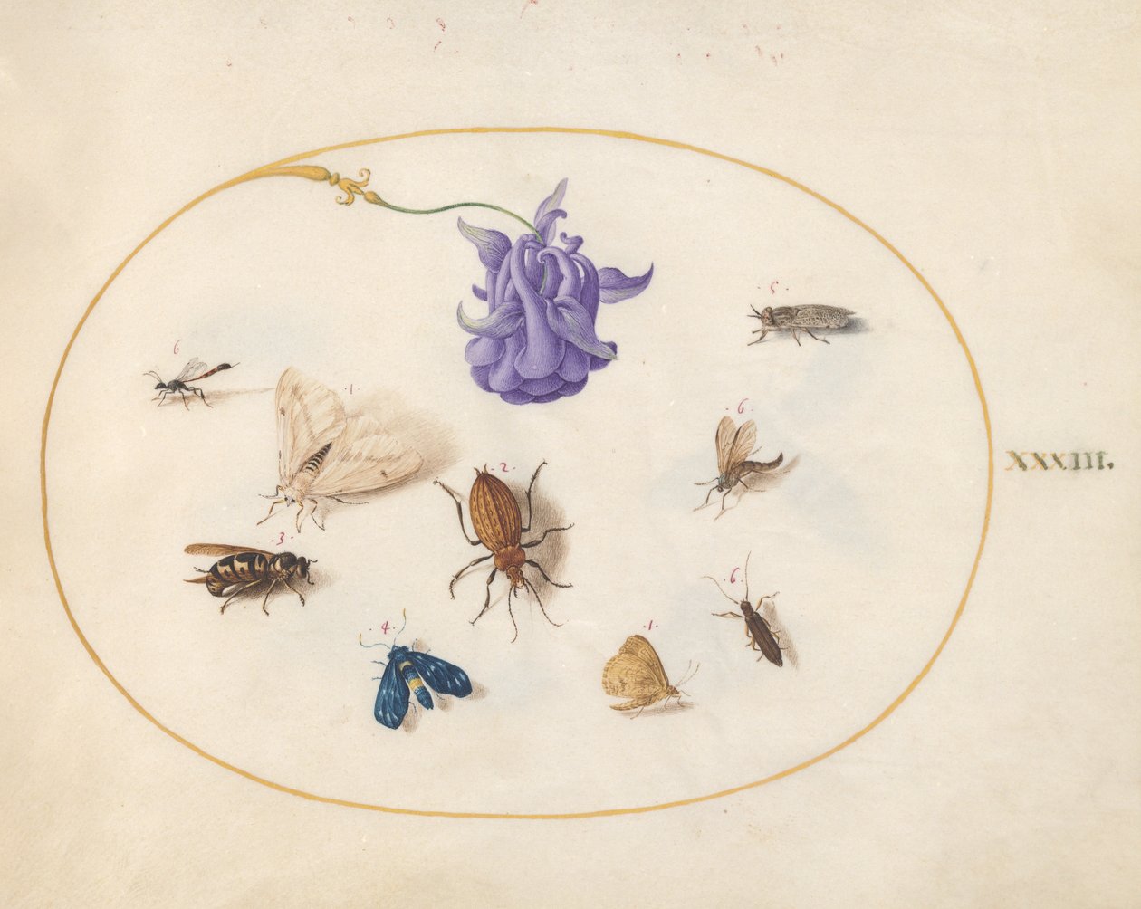 Rovarok, 1575-80 körül alkotó: Joris Hoefnagel