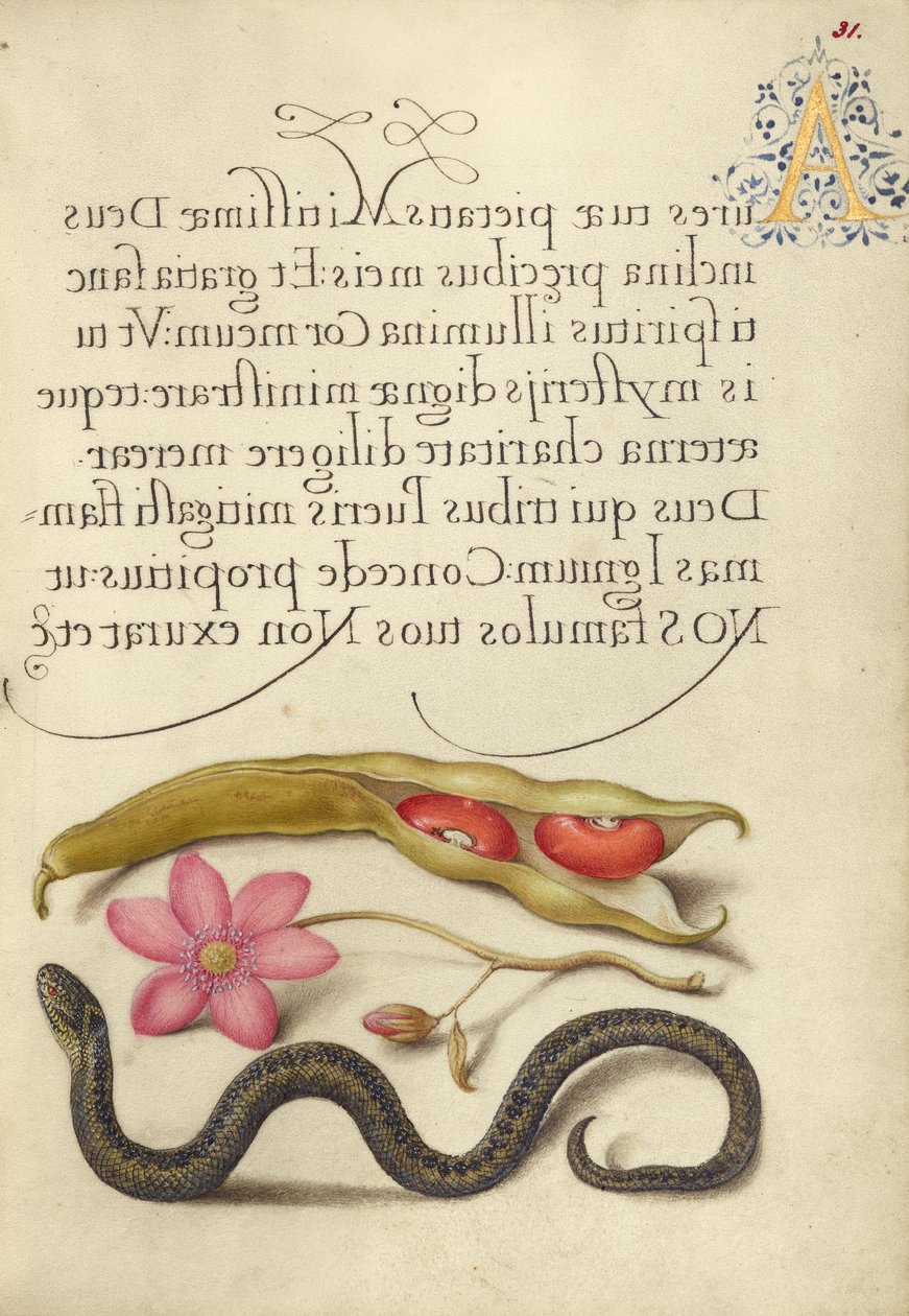 Vese bab, mákos anemone, és Vipera alkotó: Joris Hoefnagel