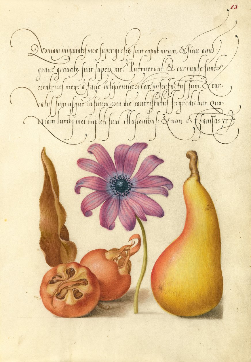 Medlar, Poppy Anemone, és a körte alkotó: Joris Hoefnagel
