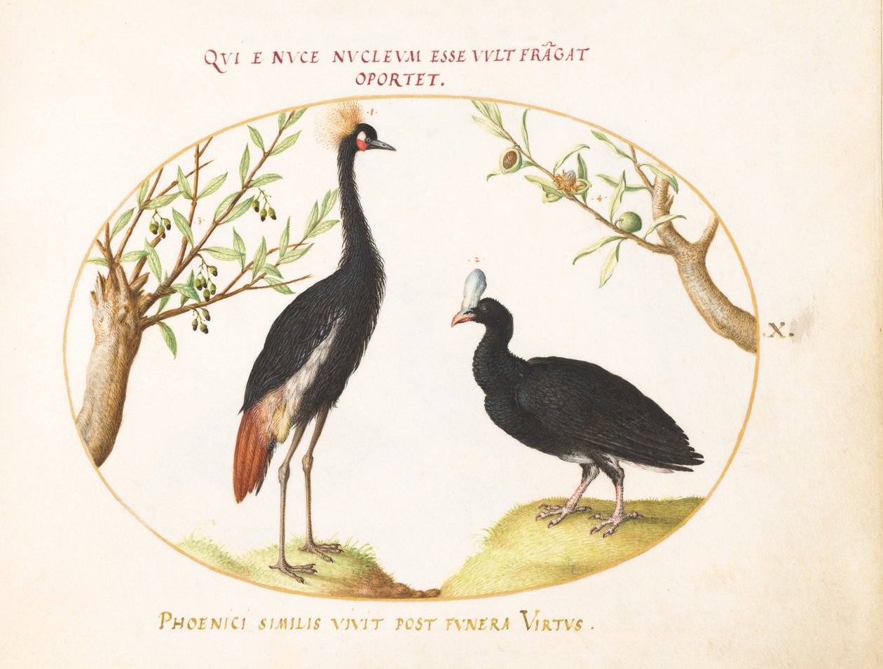 10. tábla: Szürke koronás daru és sisakos Curassow alkotó: Joris Hoefnagel