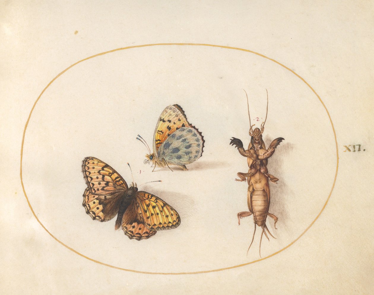 12. tábla: Két nézet egy pillangóról (ezüstszegélyű fritillary?) és egy vakond tücsökről alkotó: Joris Hoefnagel