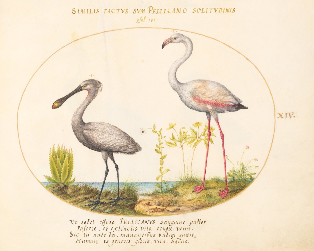 14. tábla: Spoonbill Crane és Flamingo alkotó: Joris Hoefnagel