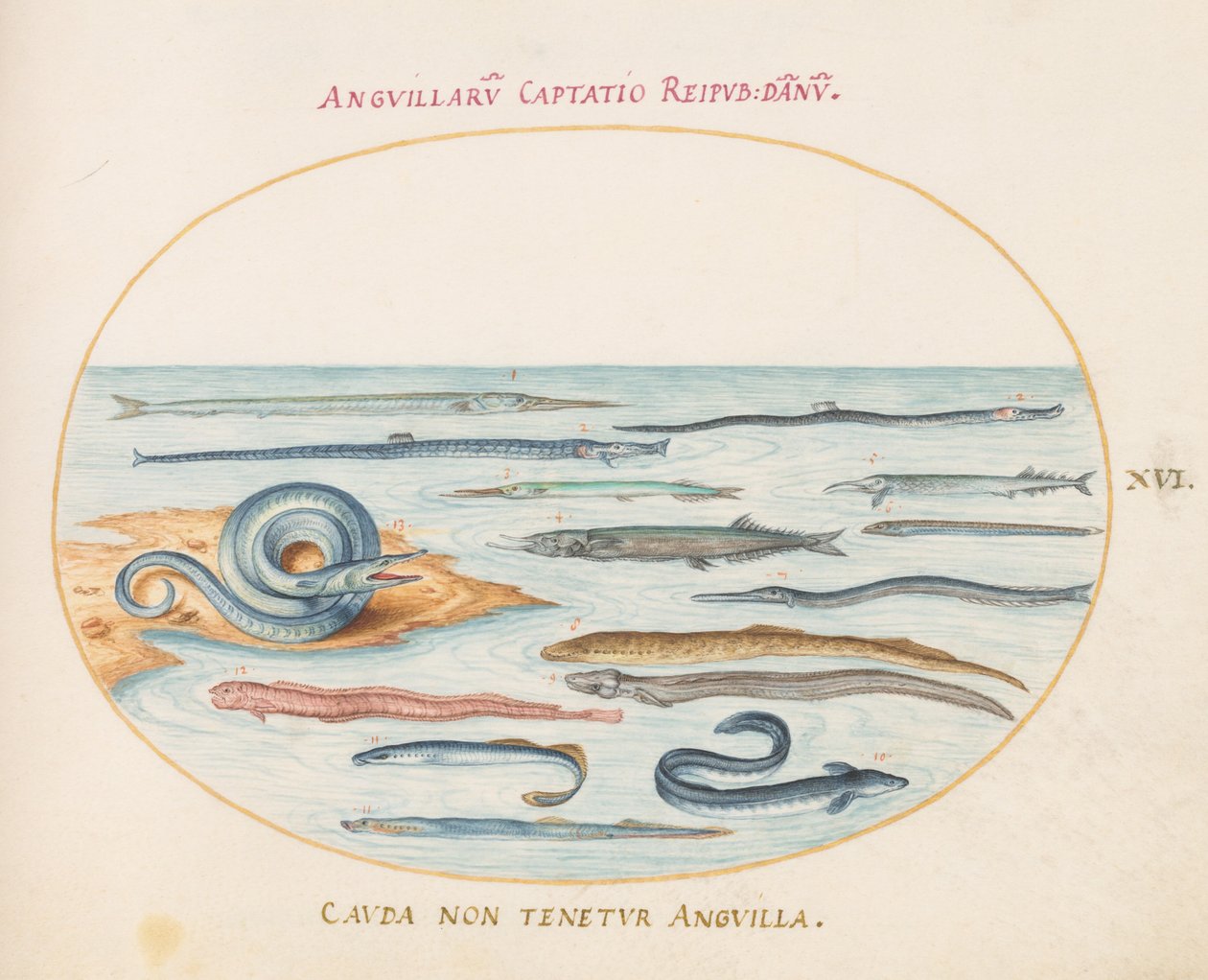 16. tábla: Angolna, Pipefish és Needlefish alkotó: Joris Hoefnagel