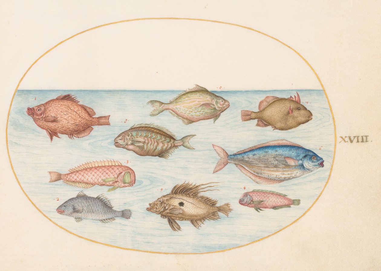 18. tábla: vaddisznóhal, borotvahal, vajhal, John Dory és egyéb halak alkotó: Joris Hoefnagel