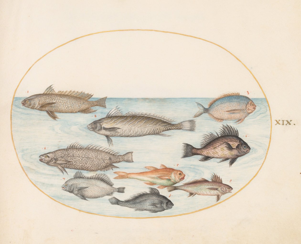 19. ábra: Egy damselfish és egyéb halak, köztük két „Coracinis” alkotó: Joris Hoefnagel