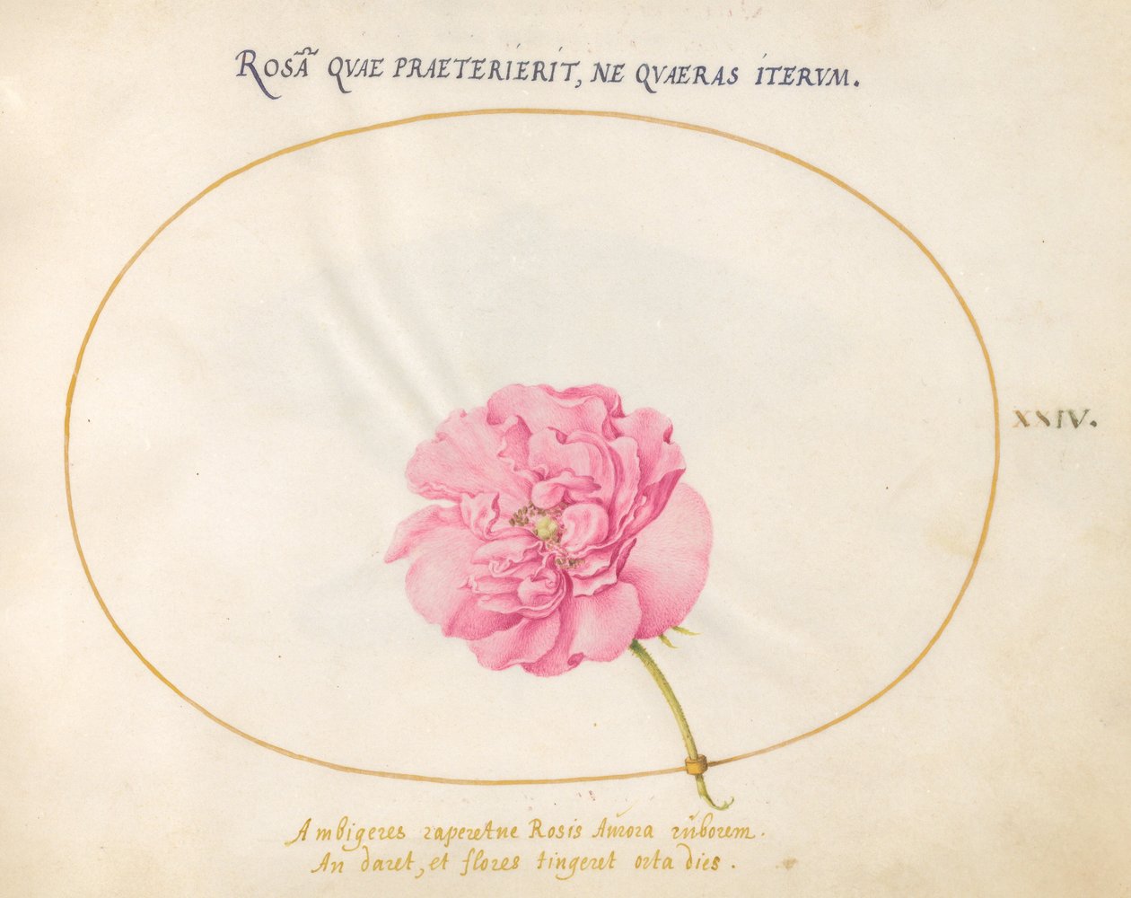 24. tábla: Pink Rose alkotó: Joris Hoefnagel