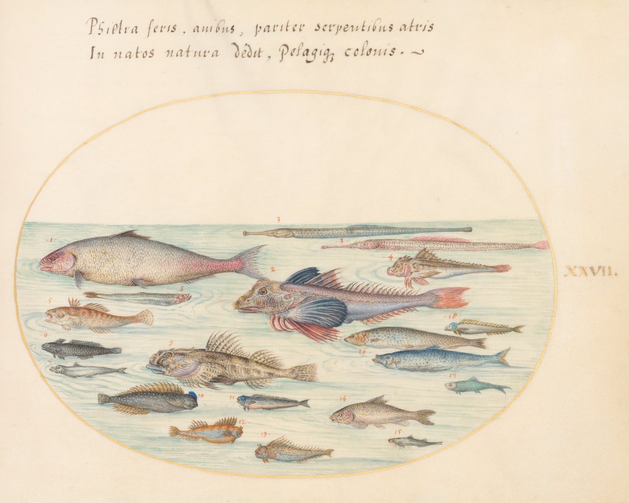 27. tábla: Blennies, Scorpion Fish és egyéb halak alkotó: Joris Hoefnagel