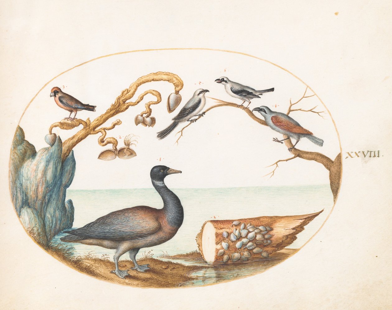 28. tábla: Barnacle Goose srike-ekkel és más madarakkal alkotó: Joris Hoefnagel