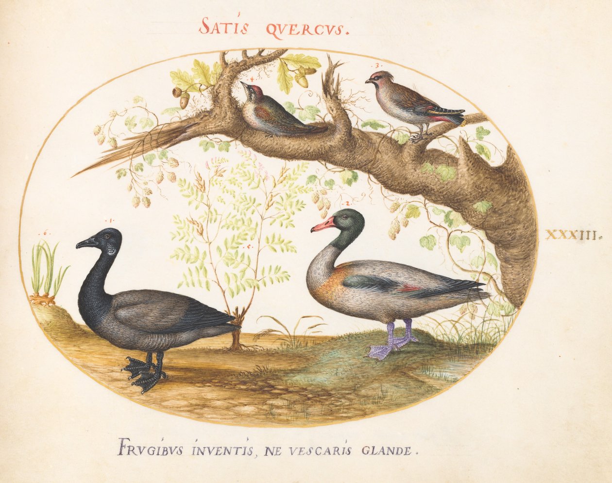 33. tábla: Egy pár bohém viaszszárny, egy Shelduck(?) és egy Brant liba gyömbérnövénnyel alkotó: Joris Hoefnagel