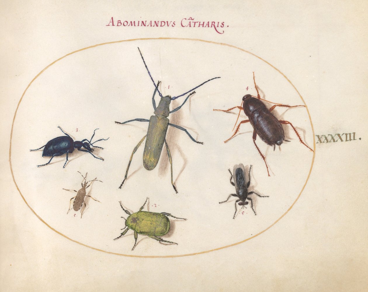 43. tábla: Aranyvirágú szürke hosszúszarvú(?), Tansy Bogár(?), csótány, levéllábú poloska és egyéb rovarok alkotó: Joris Hoefnagel
