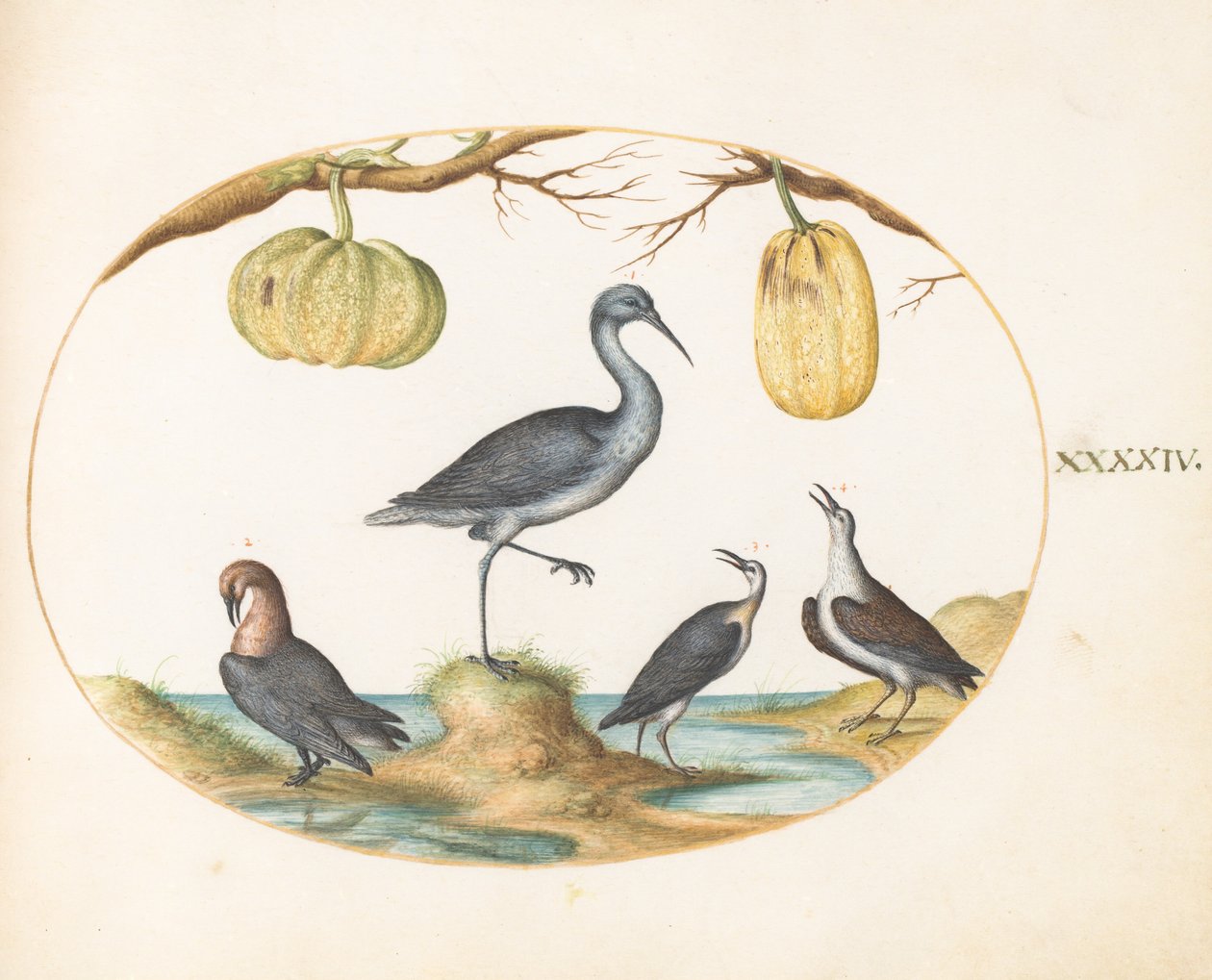44. tábla: Godwit(?) and Sandpipers with Two Guurds alkotó: Joris Hoefnagel