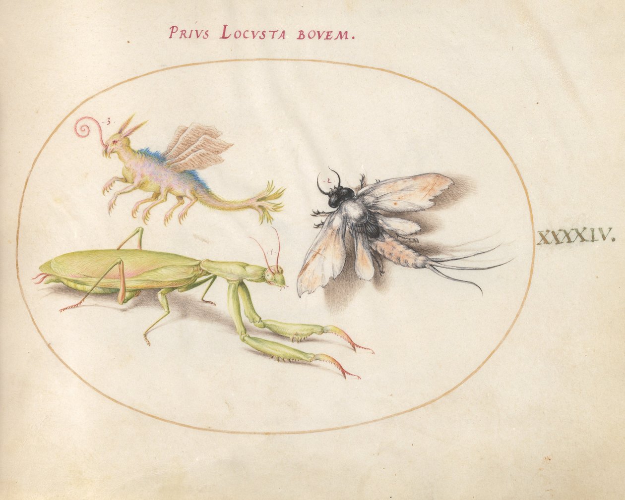 44. tábla: Sáska és Mayfly egy képzeletbeli rovarral alkotó: Joris Hoefnagel