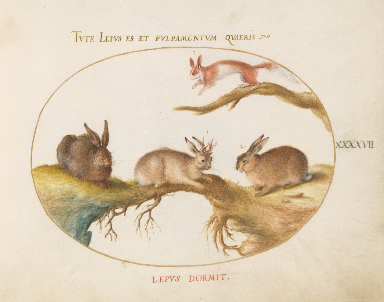 47. tábla: egy mezei nyúl, „Jackalope”, egy nyúl és egy foltos mókus alkotó: Joris Hoefnagel