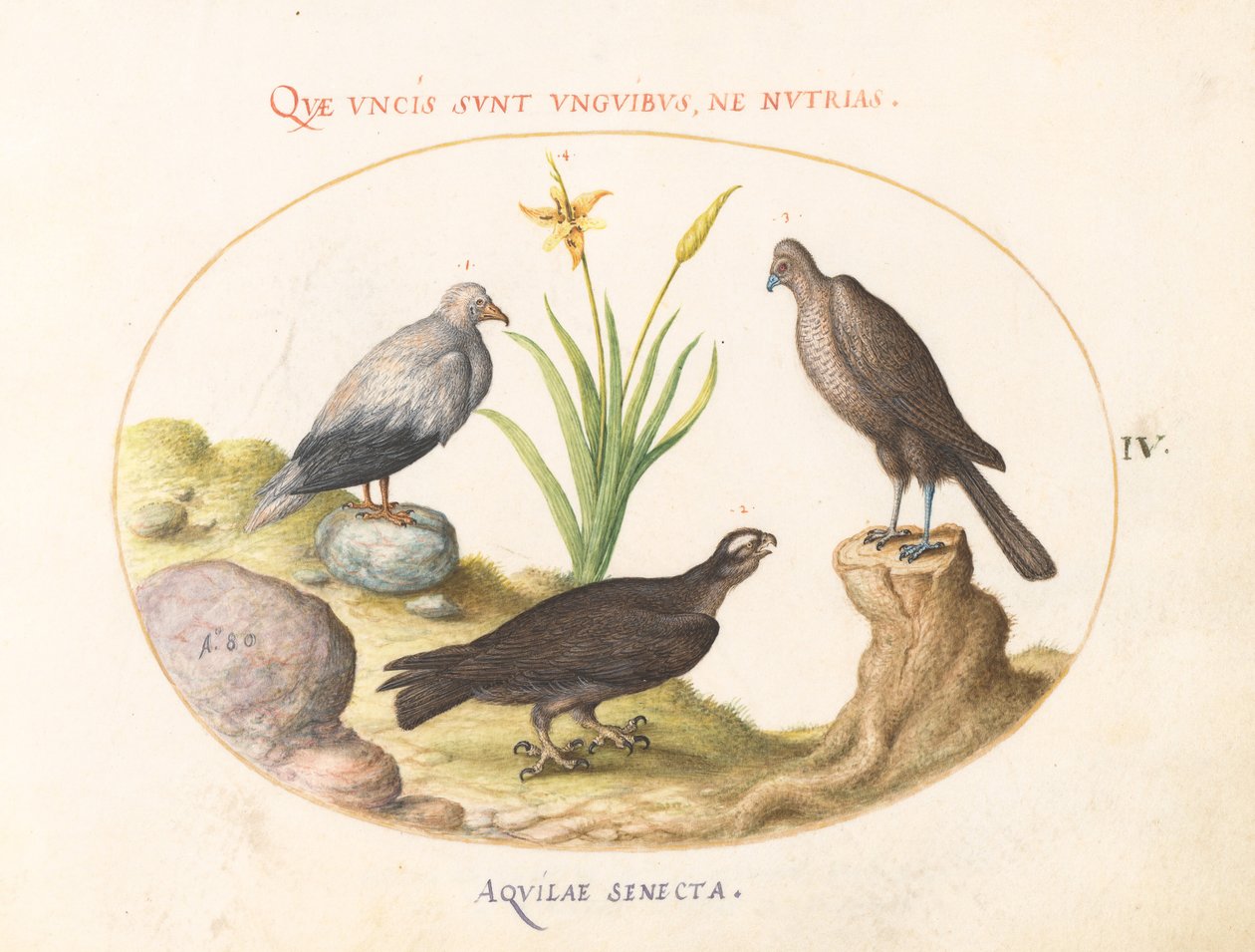 4. tábla: Egy egyiptomi keselyű, egy északi goshawk(?) és egy "Aquila Heteropode" (rövidujjú sas?) alkotó: Joris Hoefnagel