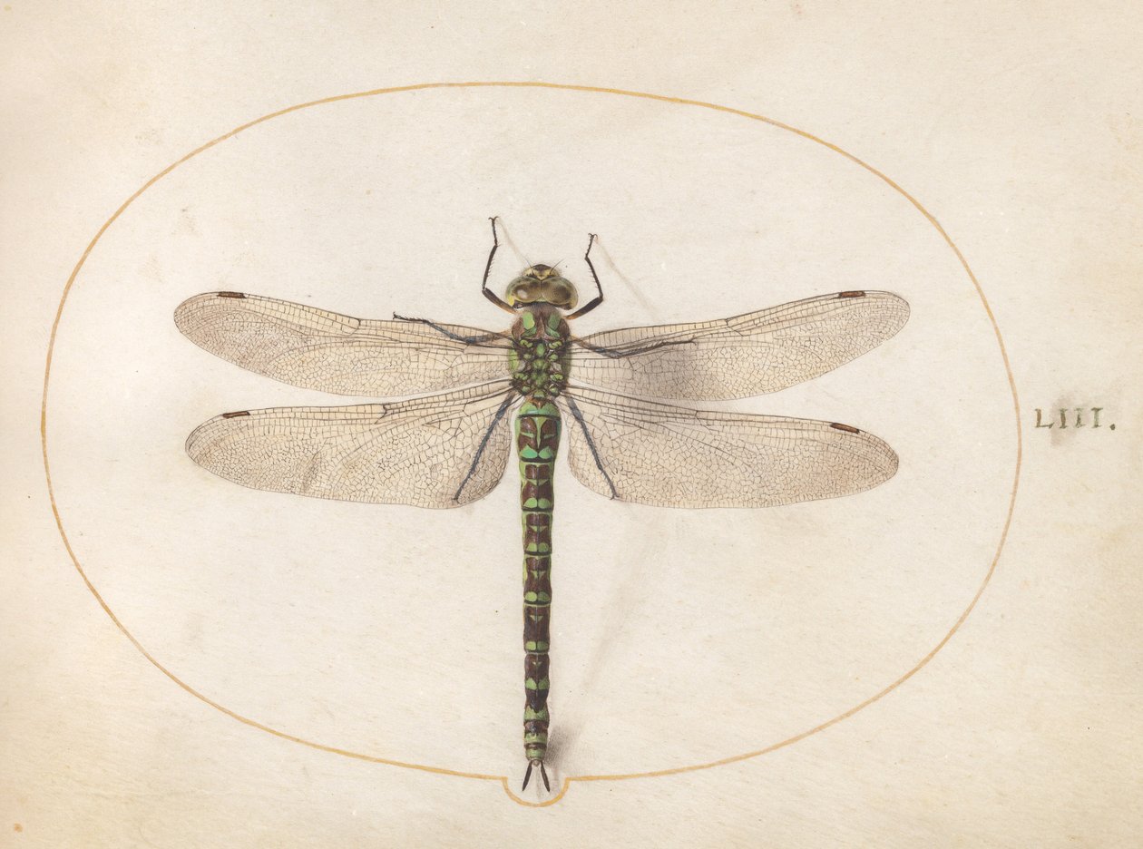 53. tábla: Southern Hawker Dragonfly alkotó: Joris Hoefnagel