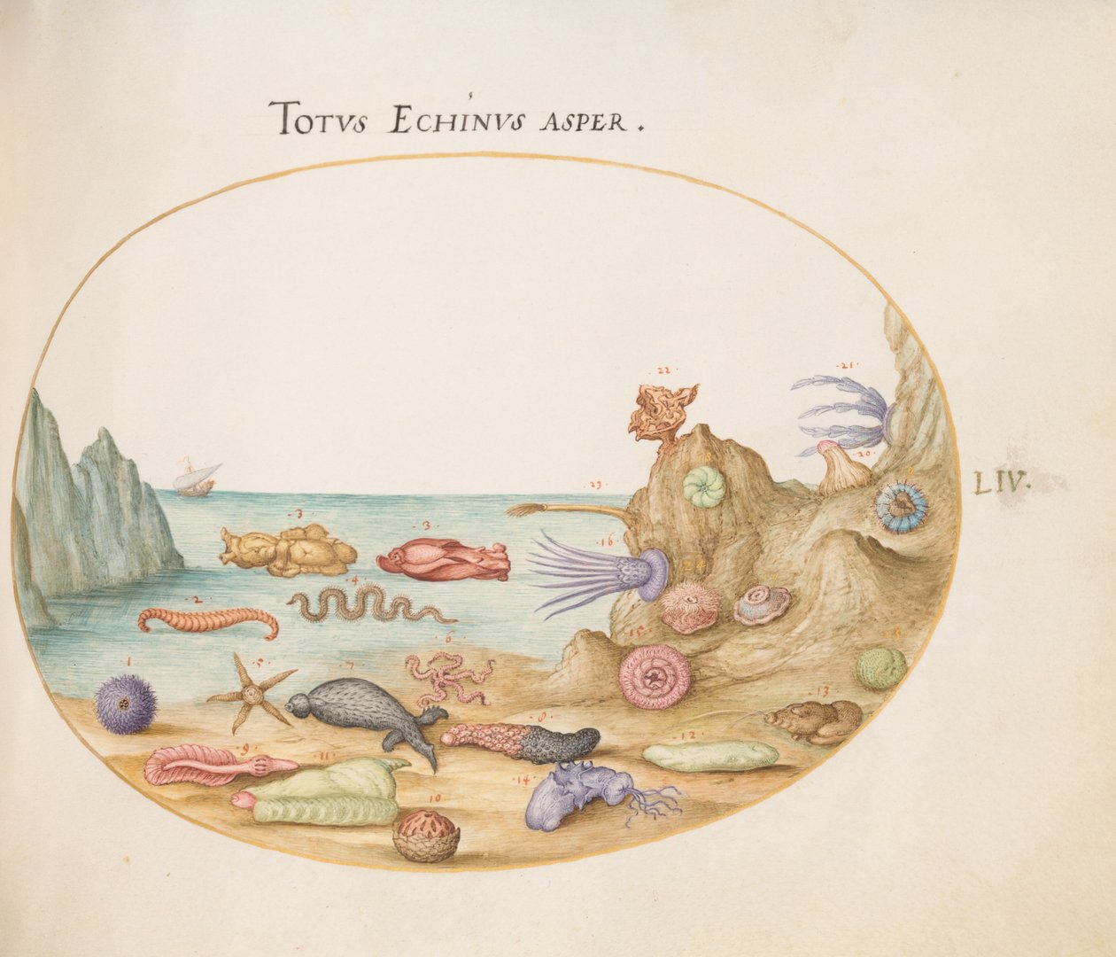 54. tábla: Tengeri uborka, tengeri sünök, tengeri csillag, csalán, "tengeri nyúl" és egyéb tengeri élőlények alkotó: Joris Hoefnagel