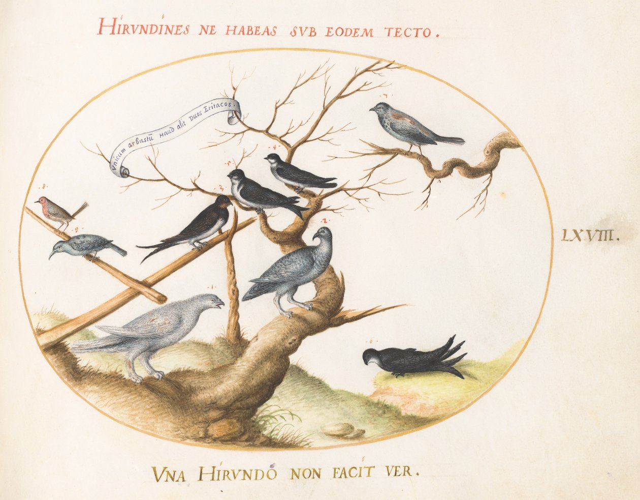 68. tábla: Ptarmigan, fecskék és más madarak alkotó: Joris Hoefnagel